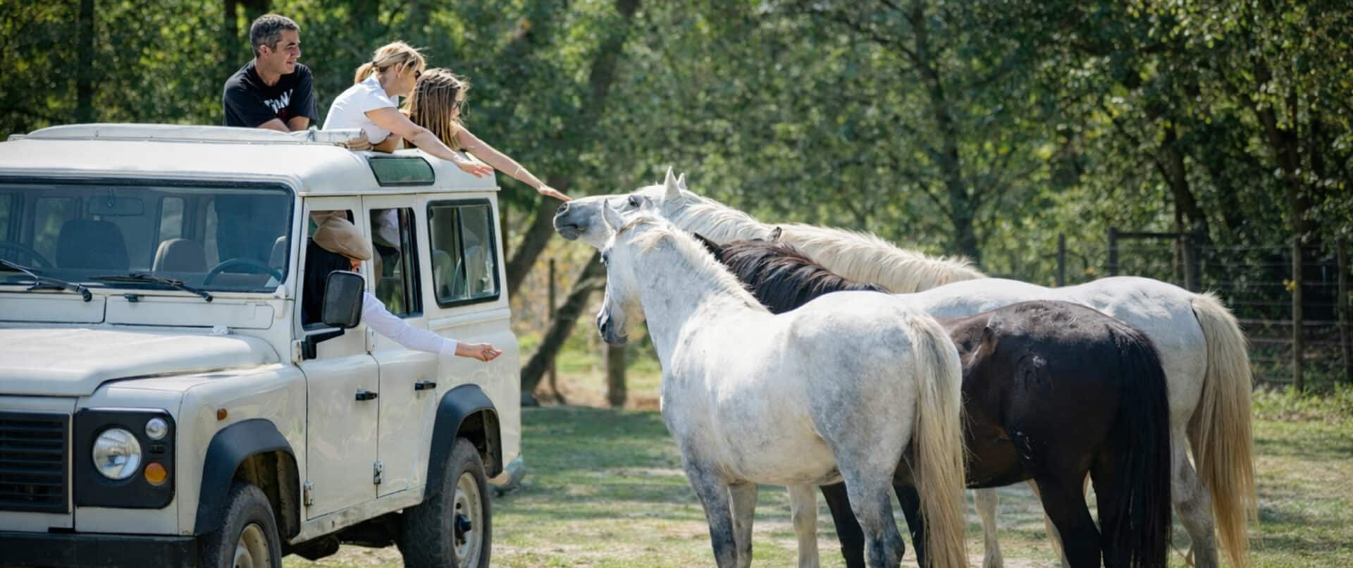 camargue-family-safari-private-horses