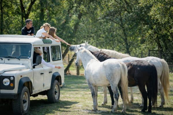 camargue-family-tour-safari-horses
