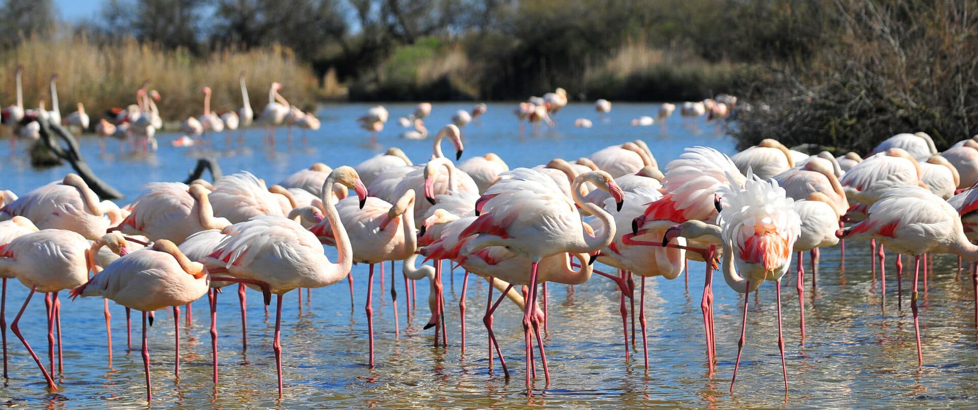 camrgue-safari-flamingo-family-adventure