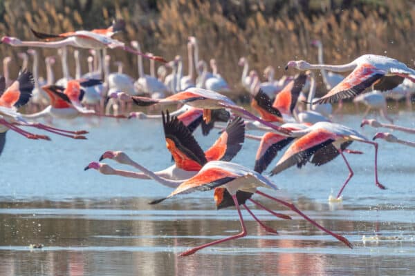 camargue-family-tour-flamingos-parc