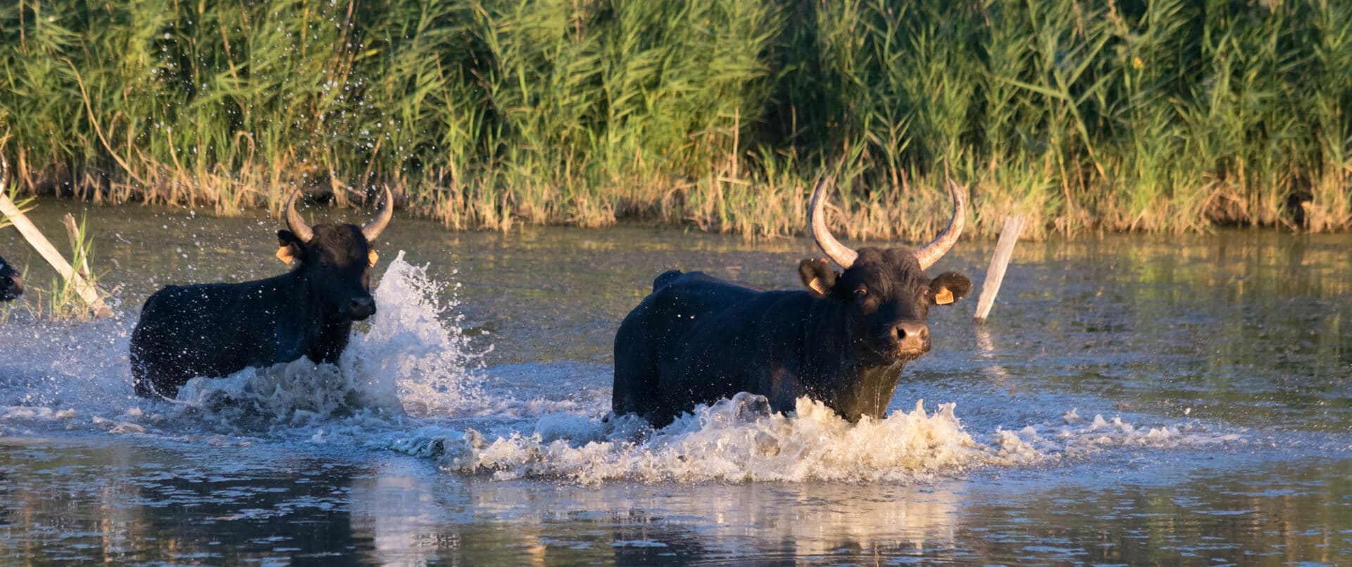 camargue-family-tour-full-day-kids-teens-bulls