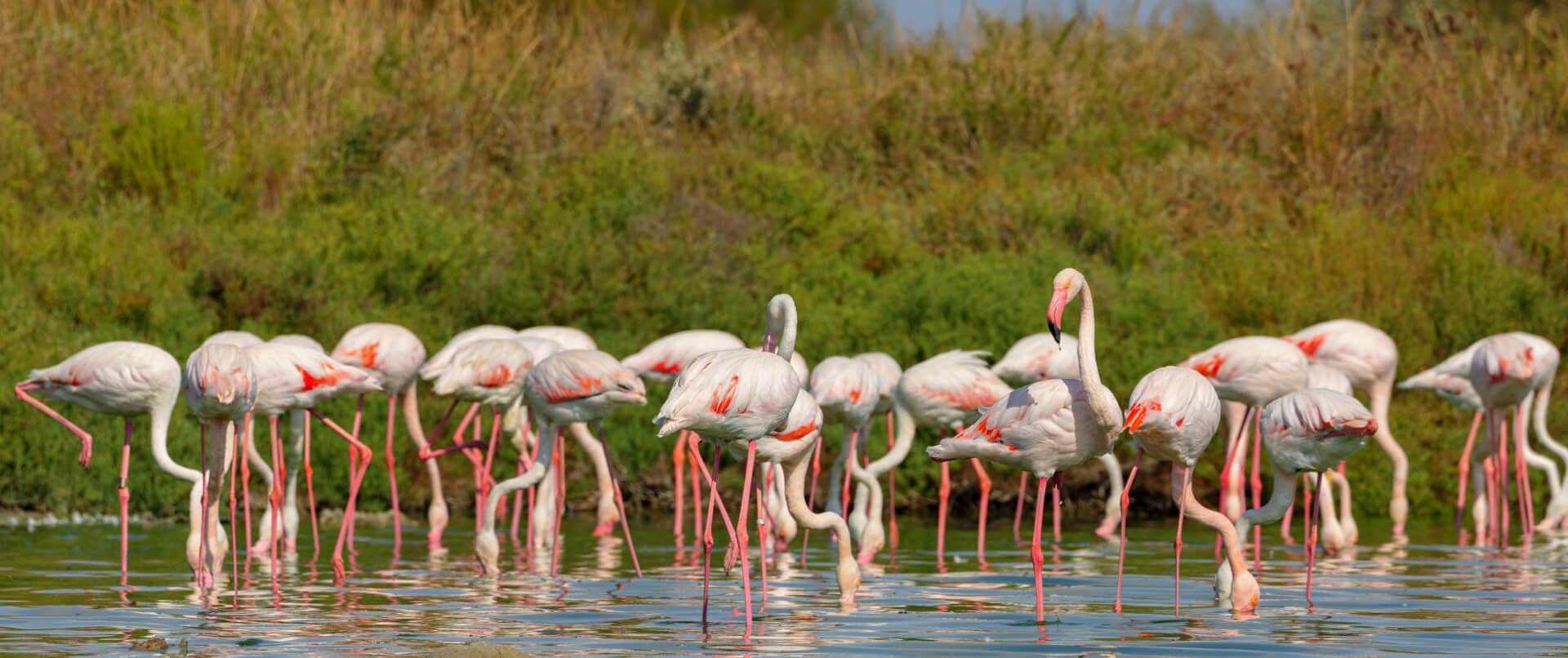 camargue-family-tour-private-flamingos