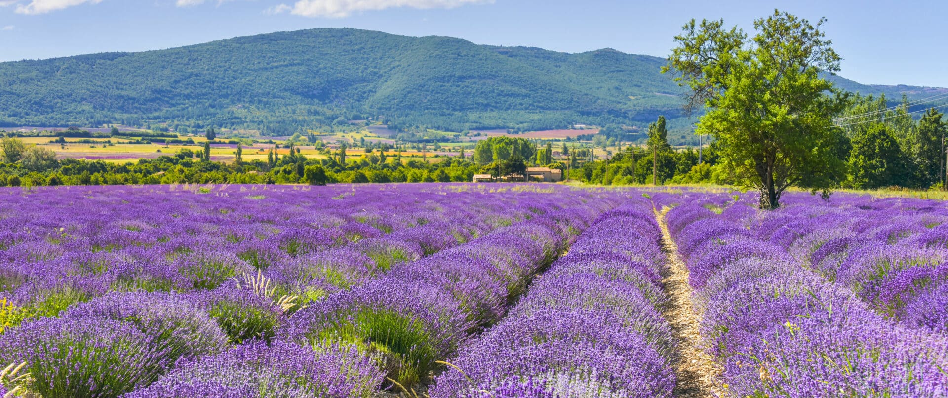 provence-family-tour-private-lavender
